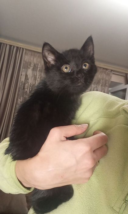 Отдам даром в добрые руки черного котенка