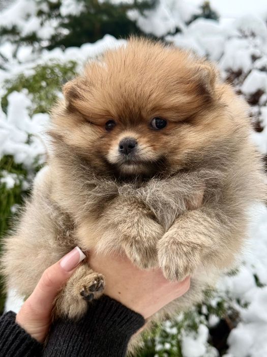 Suczka FCI Szpic Miniaturowy