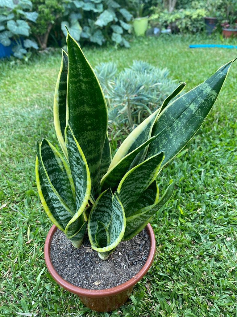 Catos, suculentas e agave