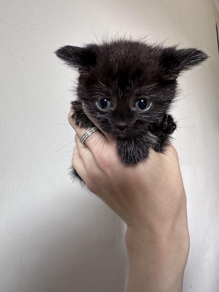 Кошеня британець