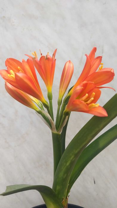 Кливия, клівія, валлота, аммариліс, аммарилис