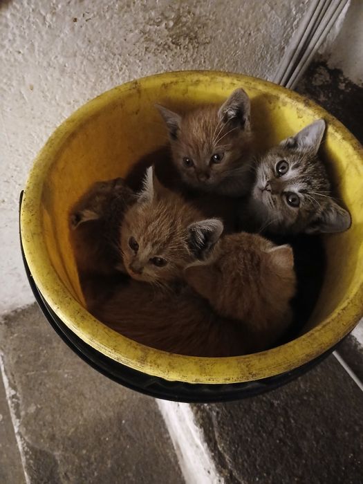 4 Małe Koty na wydanie