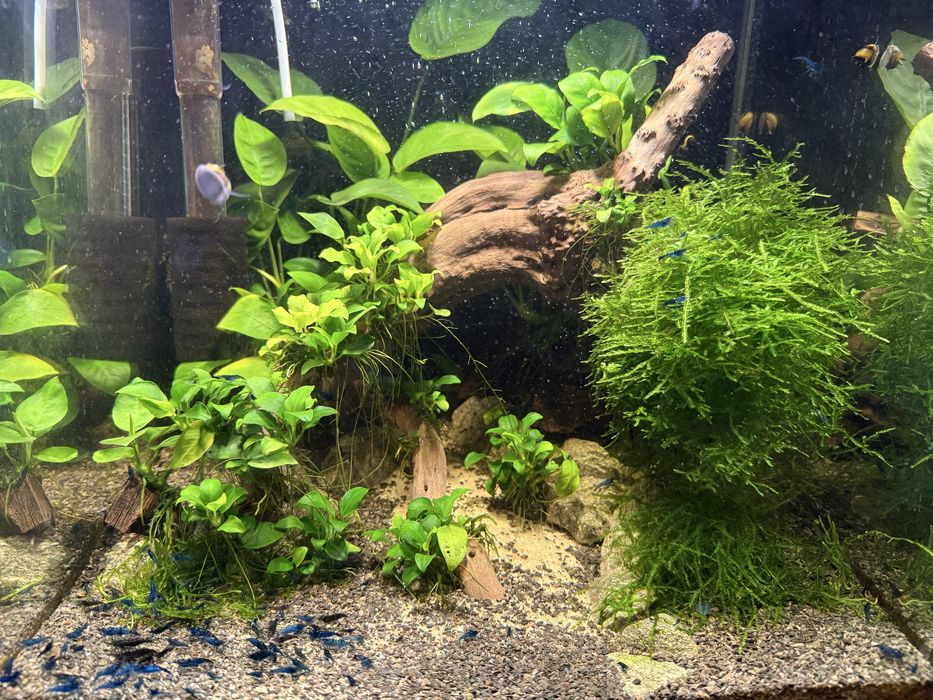 Akwarium 49l z życiem + sprzęt.