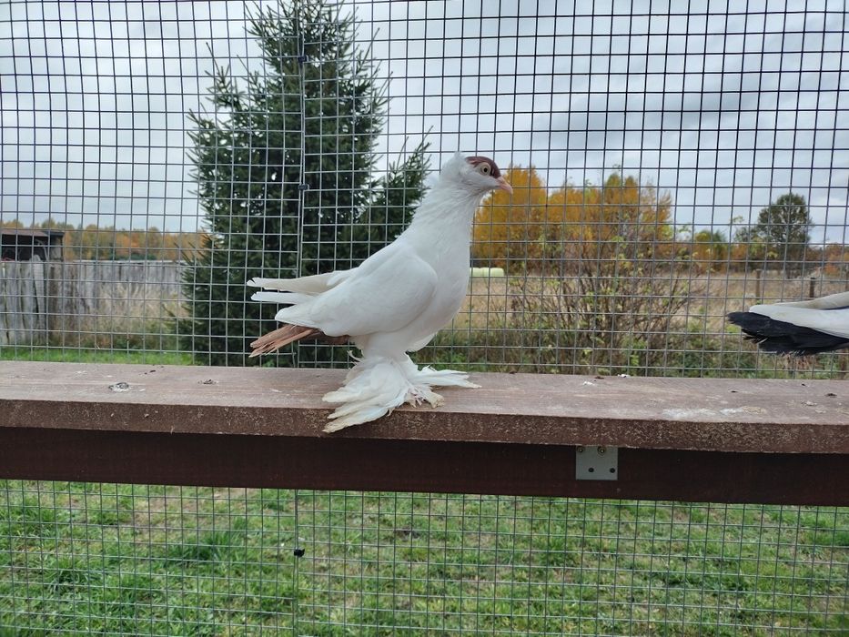 Gołębie ozdobne krymka polska