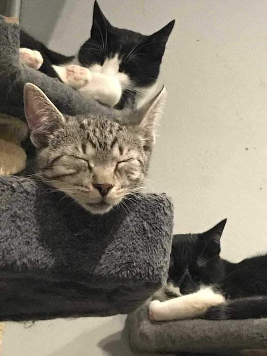 Kokos. Śliczny, młody kotuś szuka domku.