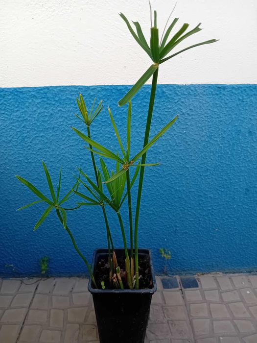 Sombrinha Chinesa / Papiro anao