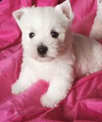 Suczka west highland white terrier