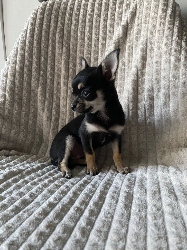 Chihuahuas fêmea