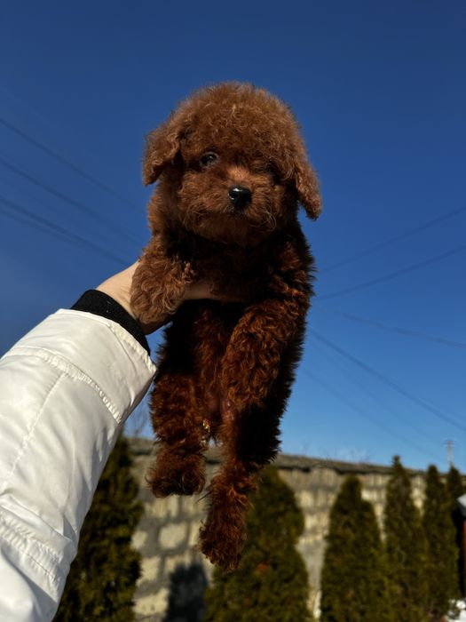 Шикарнюча дівчинка Ельзочка