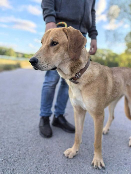 BELLUNIA  młoda,  dostojna, piękna sunia do adopcji