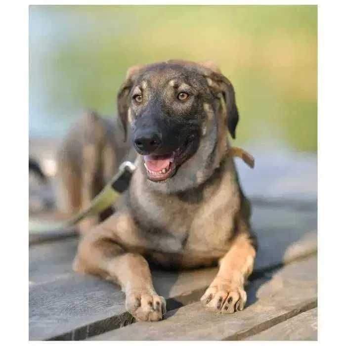 Пес, щенок ищет дом