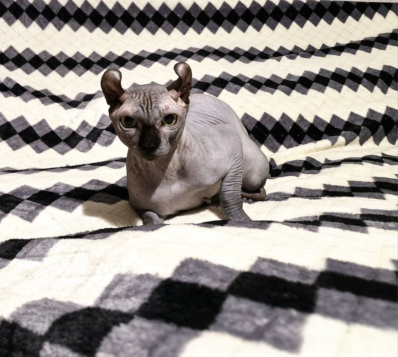 Мальчик породы Эльф