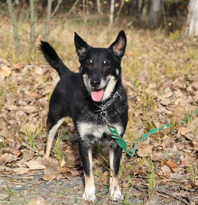 energiczny, wesoły, przyjazny piesek czeka na dom