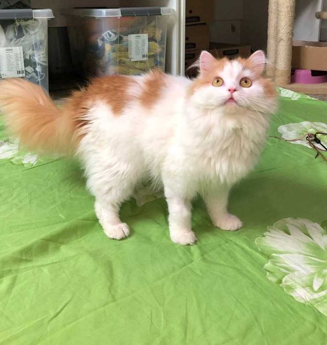 Молоденька кішечка Луна красуня, ніжна квіточка, 11 месяцев