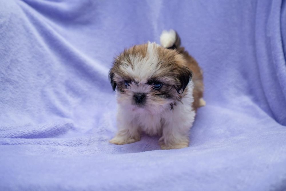 Piesek shih tzu ostatni