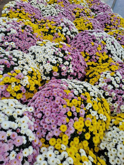 Chryzantemy drobnokwiatowe