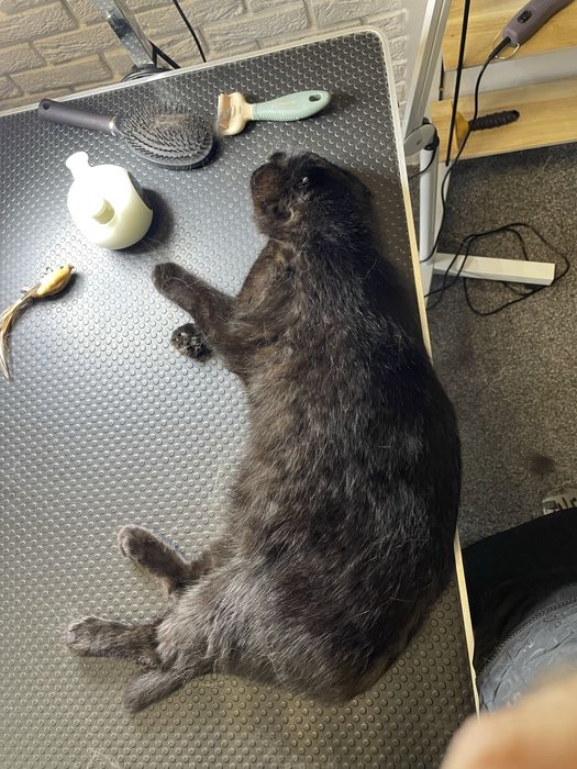 Експрес-линька котів | Без стресу та сидативних | Грумінг Кекс