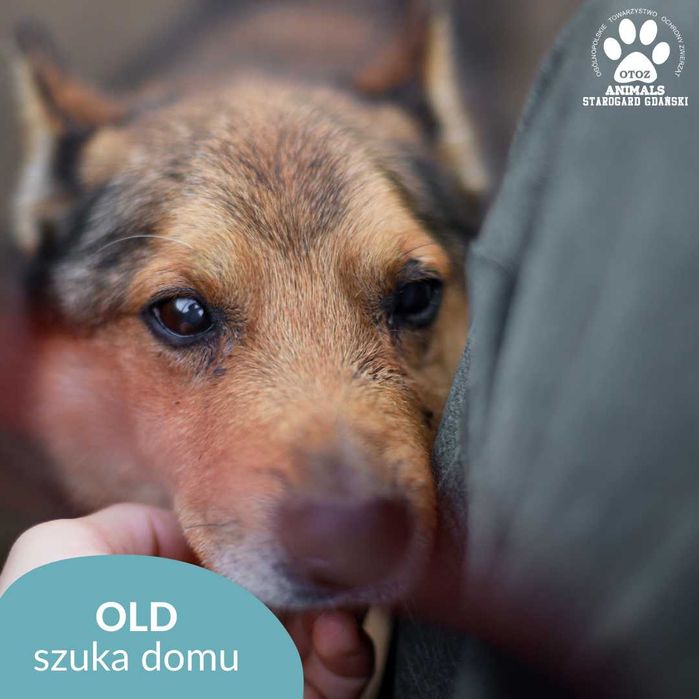 Kochany Old szuka domu