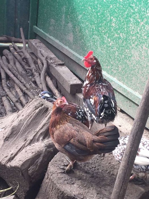 Декоративні півні