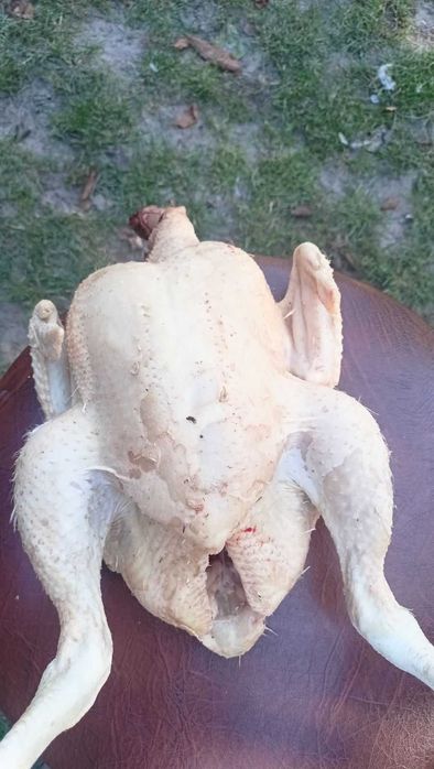 Sprzedam pół tuszę boliera