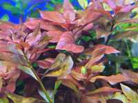 Ludwigia Repens Rubin