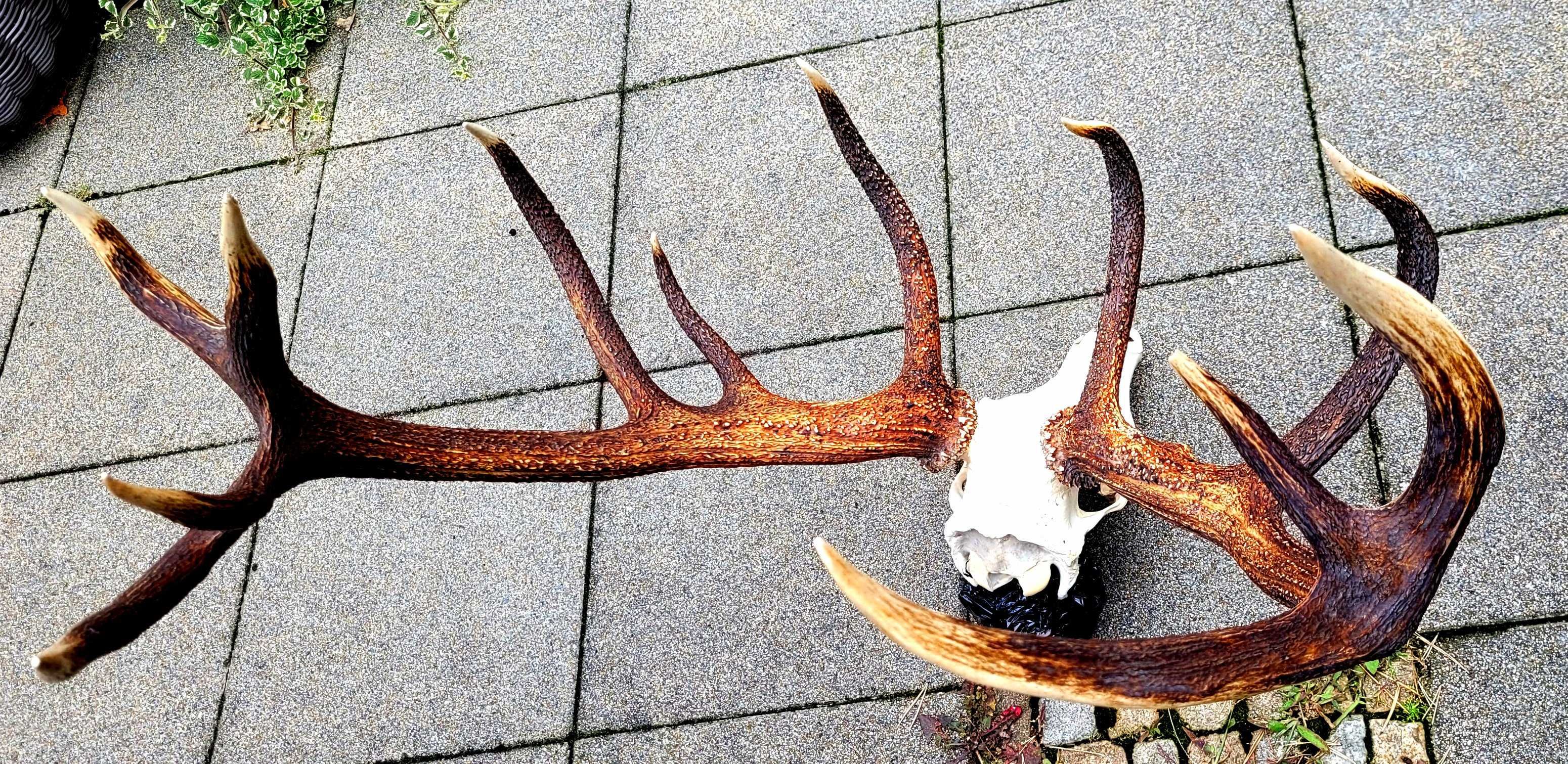 Poroże wieniec jelenia byka 14-k