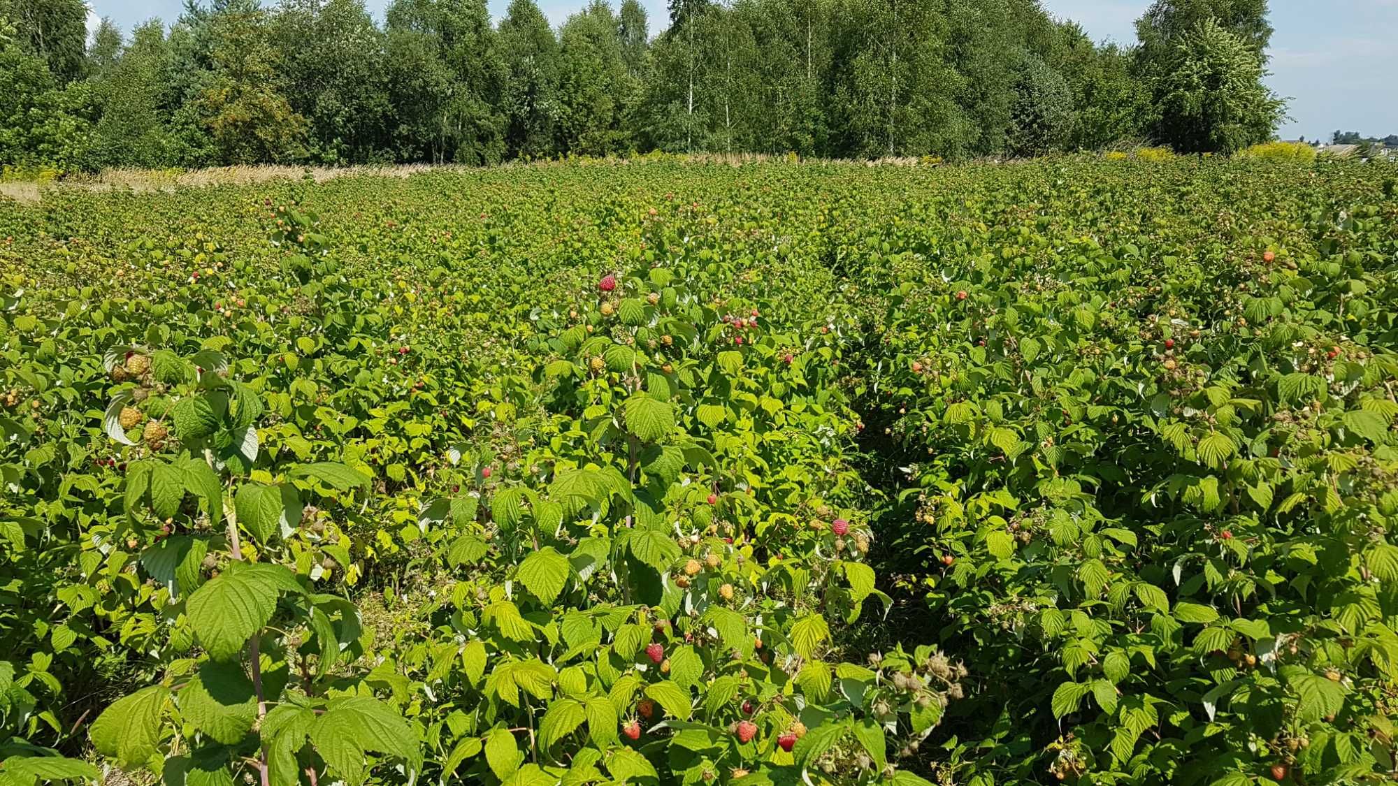 Świeze maliny z własnej  plantacji  ekologicznej