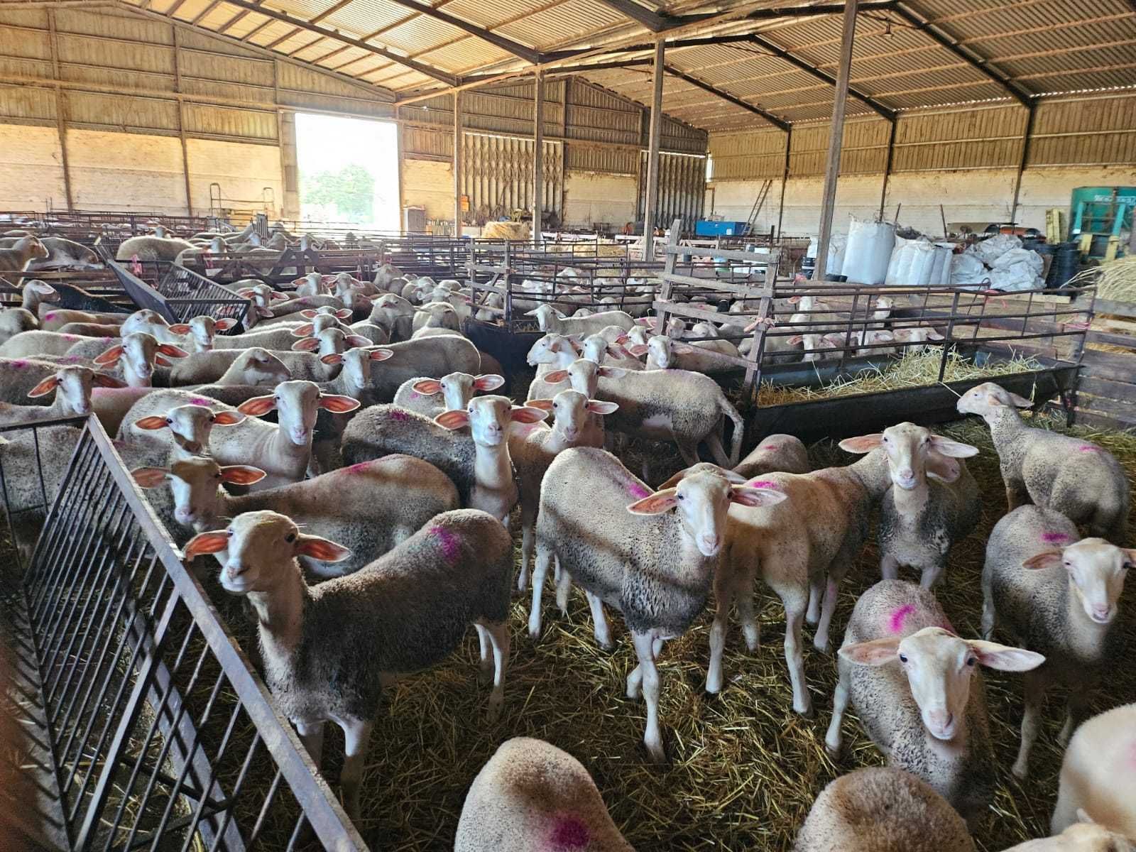 Vende-se borregas lacaune de excelente qualidade