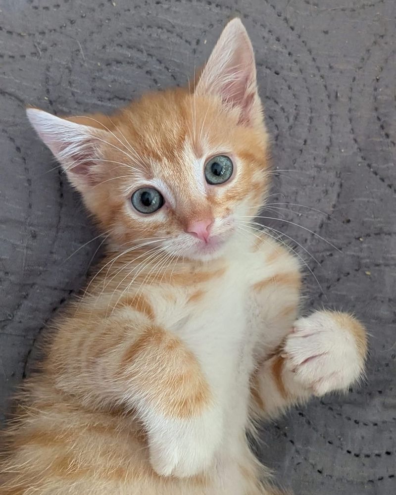 Rudy CUD - GIZMO szuka domu!
