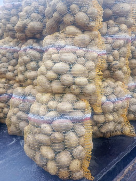 Sprzedam ziemniaki Denar i queen Anna