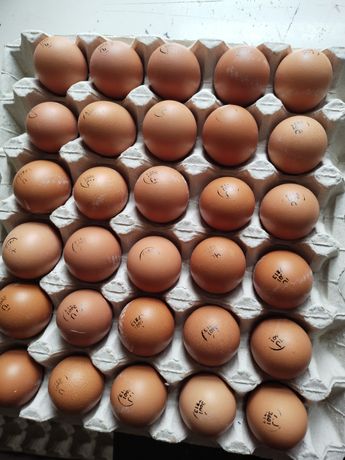 Інкубаційне яйце ломан Браун Угорщина