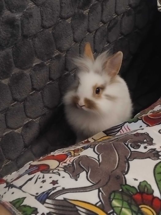 Oddam Króliczka - SAMICZKE