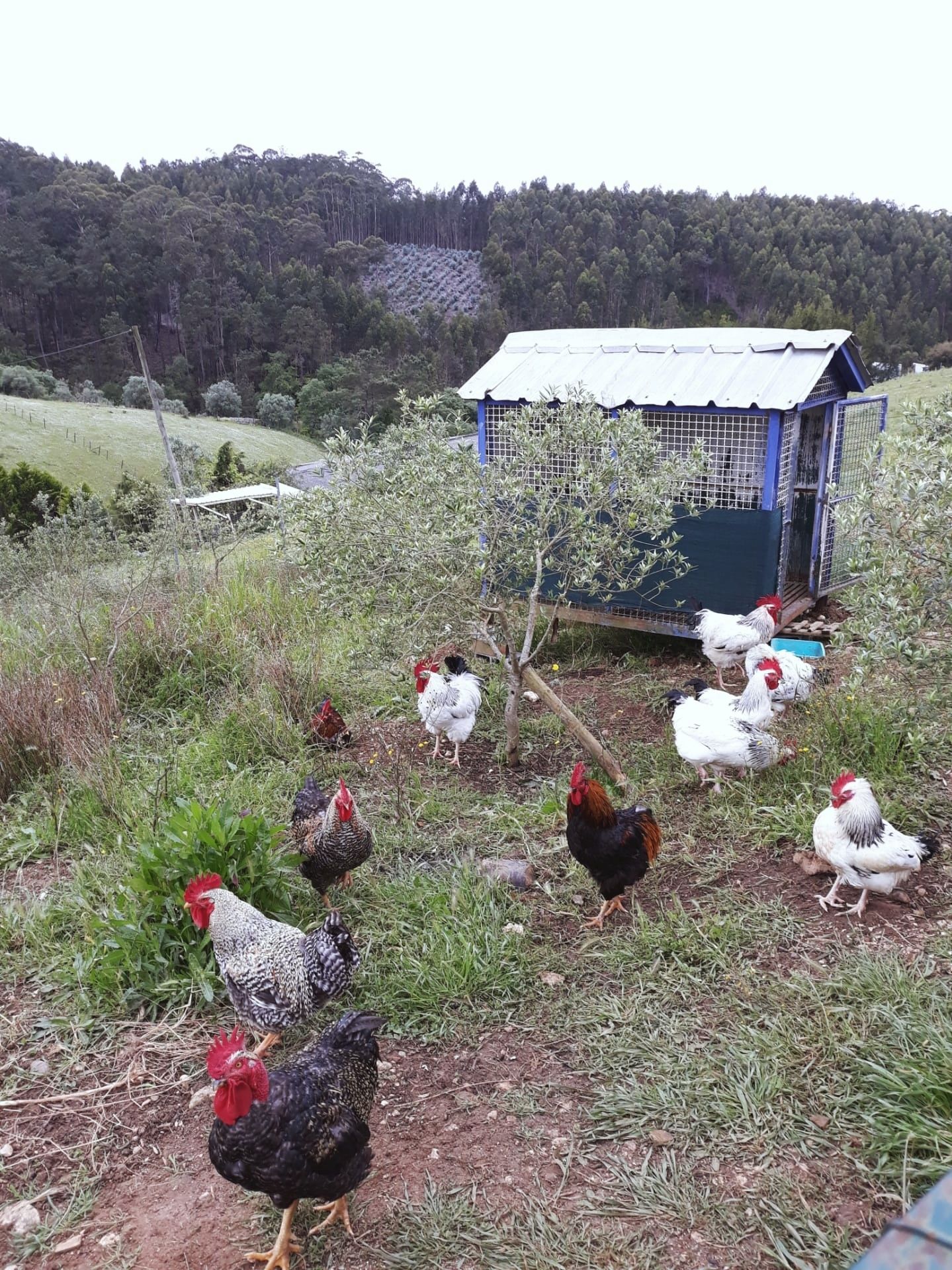 Vendem-se galinhas e galos caseiros - preço ao kl