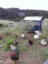 Vendem-se galinhas e galos caseiros