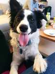 Pies w typie rasy border collie