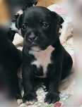Staffordshire Bull Terrier