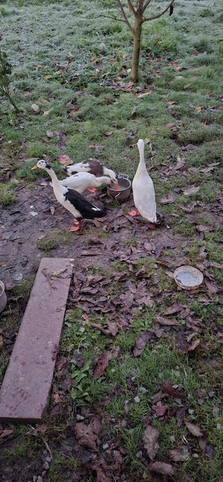 Kaczki biegusy, kaczory