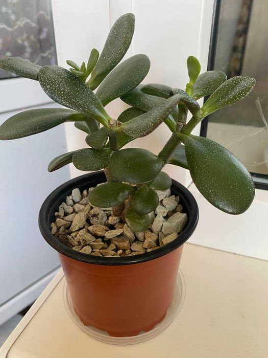 Толстянка (денежное дерево)