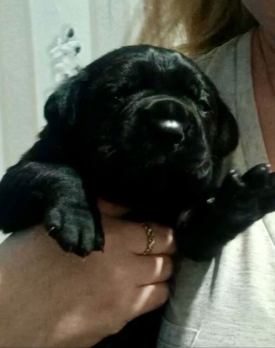 Кане Корсо бронь