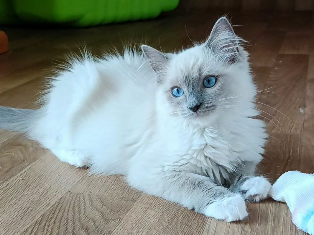 Kotka Ragdoll rodowód FPL