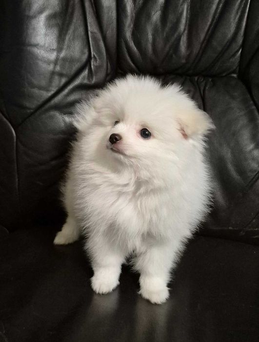 Pomeranian biała suczka