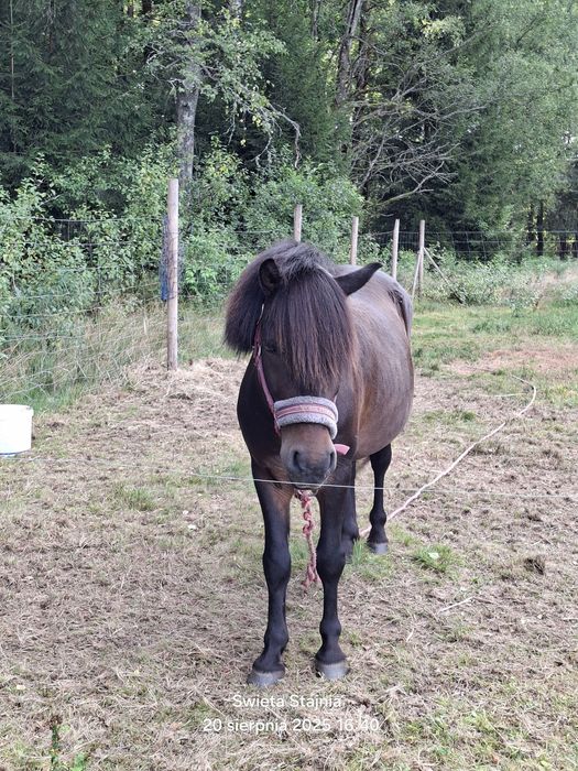 Sprzedam lub zamienię. Kuc 120cm. 6 lat. Wałach