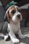 Beagle piękna suczka.