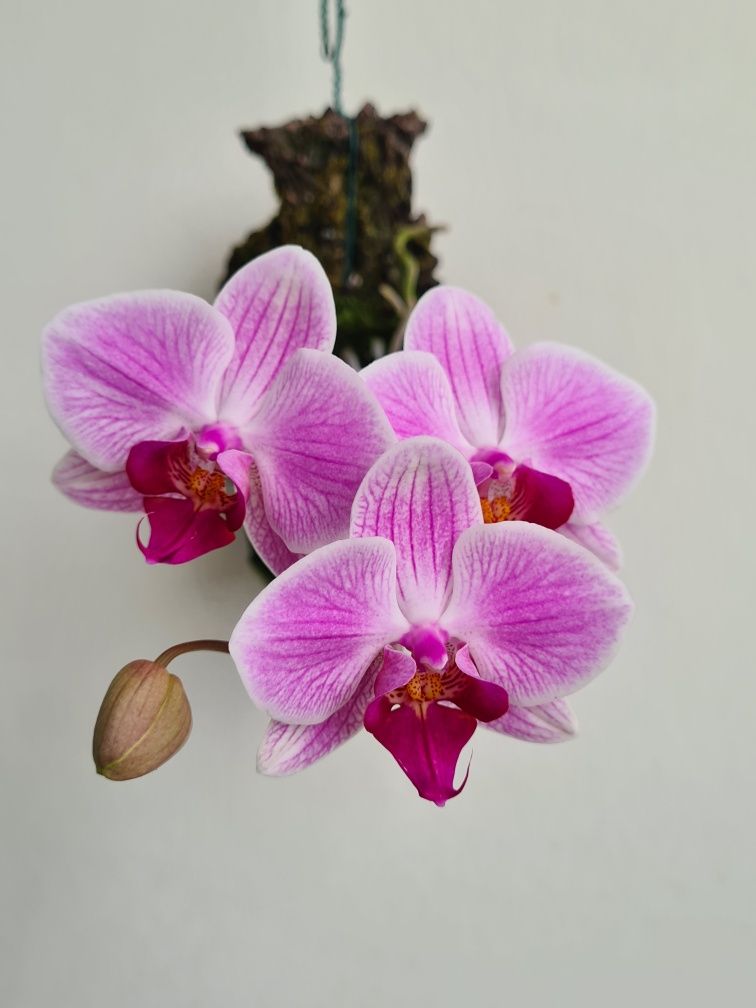 Phalaenopsis Resgate - Orquídea Montada