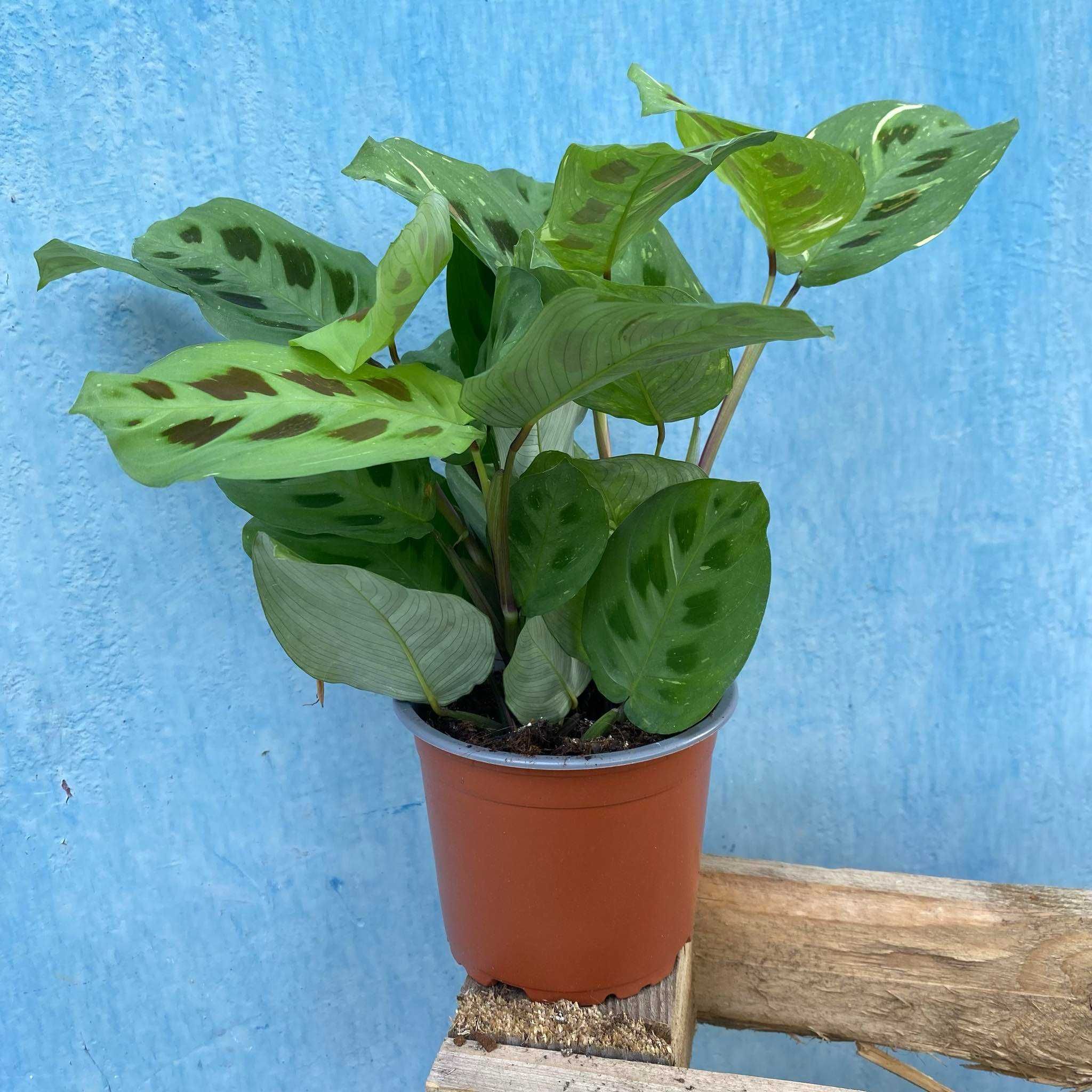 Maranta Leuconeura Kerchoveana Variegata