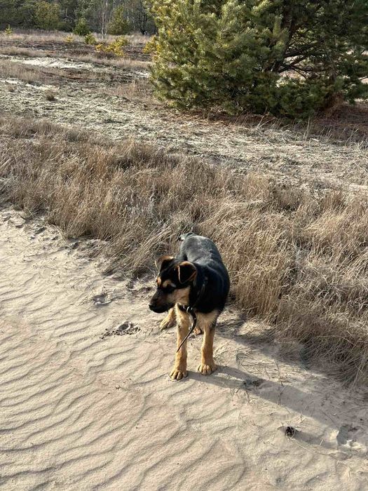 сучка ягтер'єр  молода