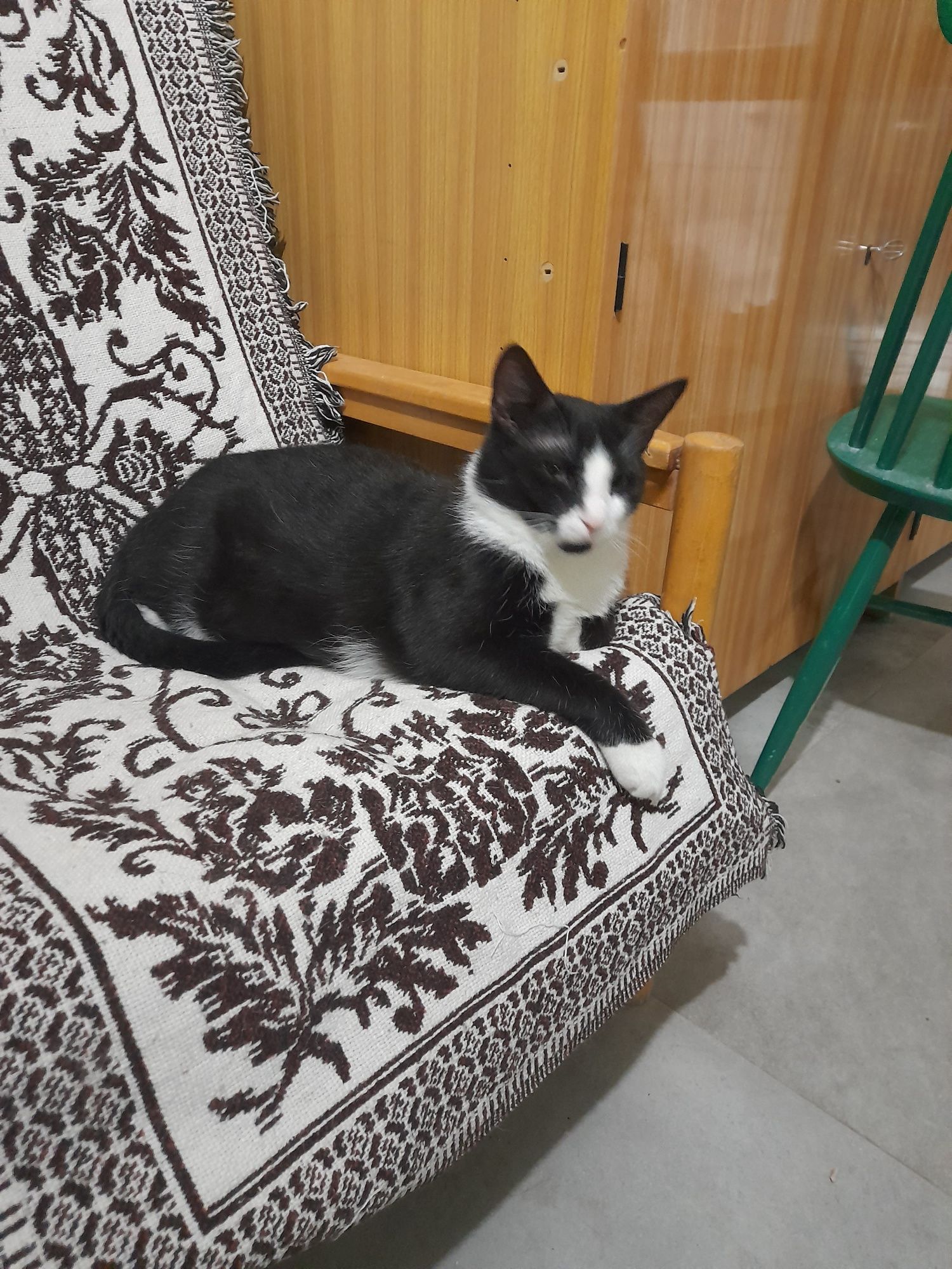 Kotek potrzebuje dobrego domu