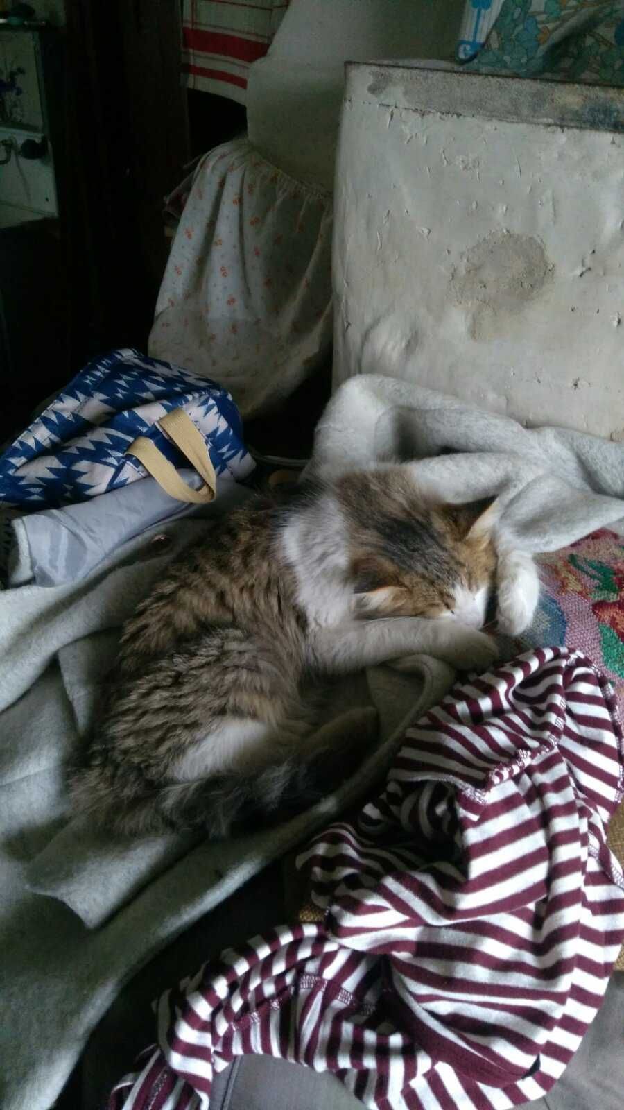 Загубився кіт Малин. Допоможіть знайти.