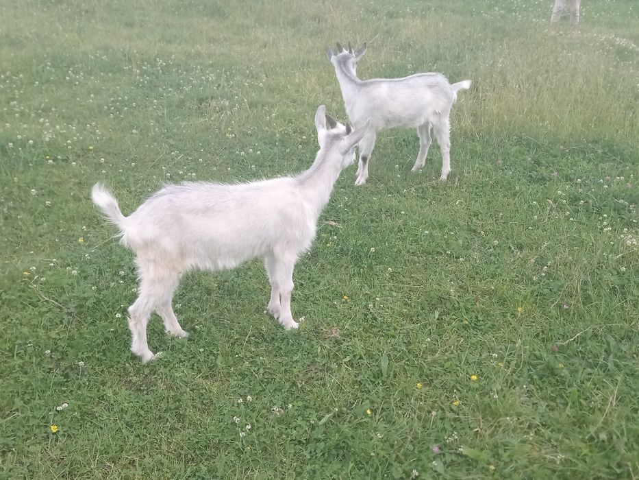 Маю на продаж козенят та  молоду козочку