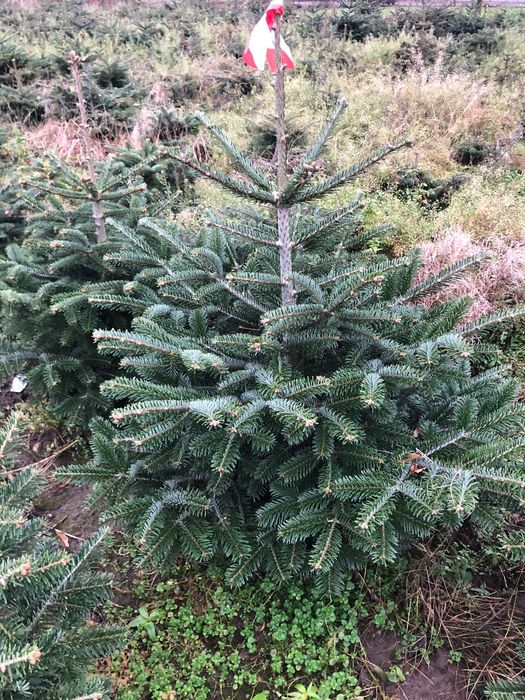 Choinki, świerk, jodła , dowóz, sam ścinasz na plantacji